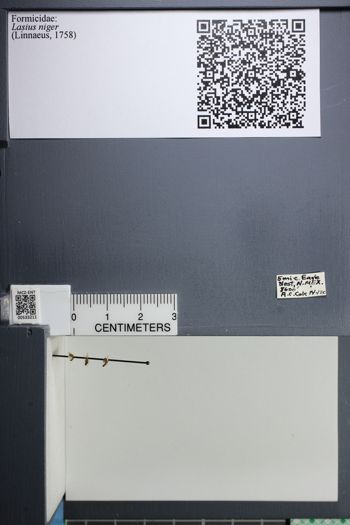 Media type: image;   Entomology 533211